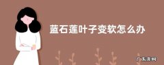 蓝石莲叶子变软怎么办