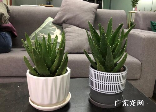 芦荟烂根烂叶怎么办