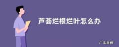 芦荟烂根烂叶怎么办