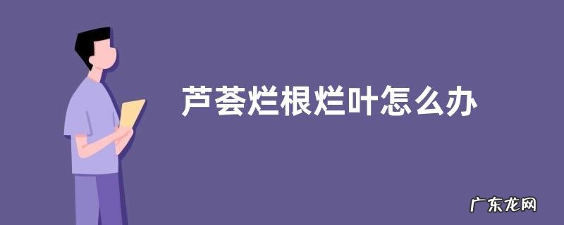 芦荟烂根烂叶怎么办