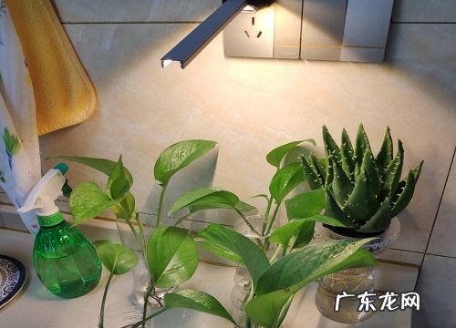 芦荟烂根烂叶怎么办