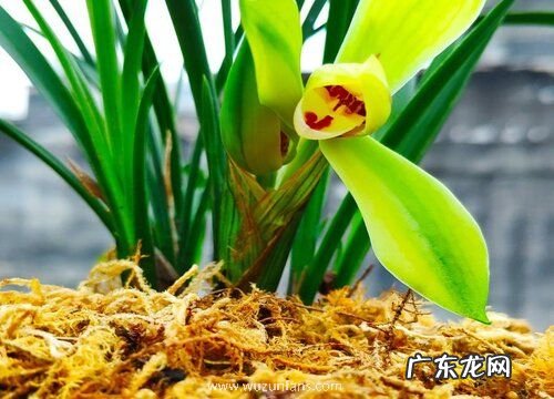 兰花养护出现僵苗的原因