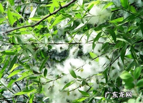 杨树什么时候开花 一般几月份开花