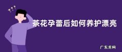 茶花孕蕾后如何养护漂亮
