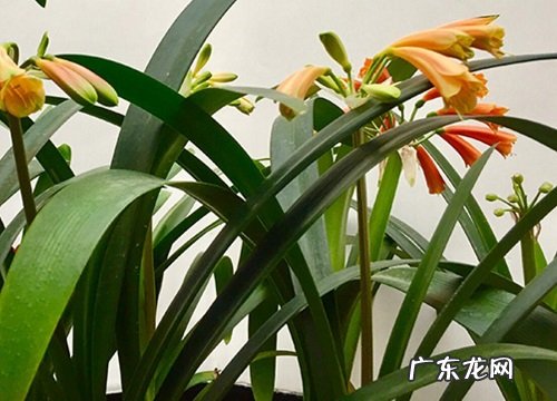 君子兰歪头的原因及解决方法