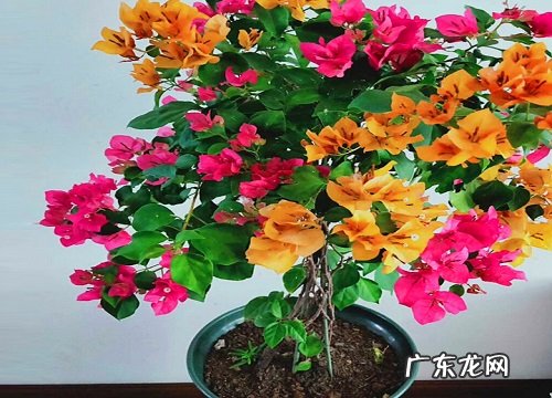 三角梅有哪些促花方法