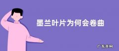 墨兰叶片为何会卷曲