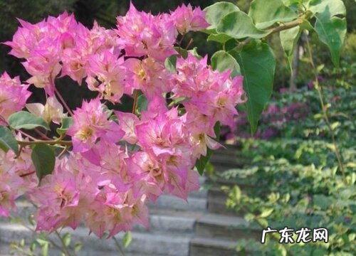 三角梅如何养护开花多