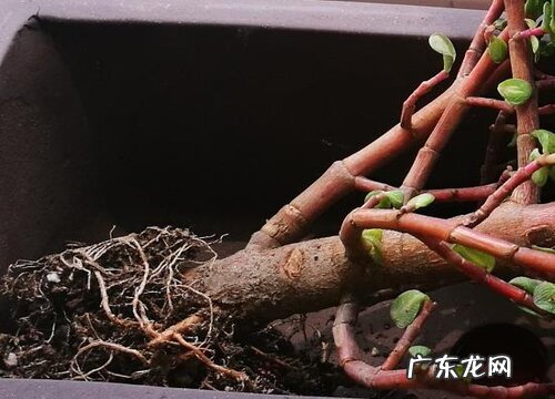 夏天玉树病虫害需要如何防治