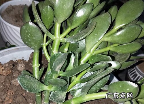 夏天玉树病虫害需要如何防治