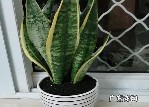 虎皮兰怎么养爆盆