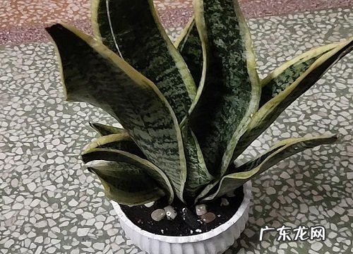 虎皮兰怎么养爆盆