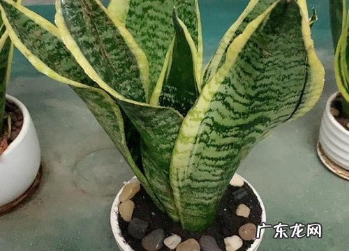 虎皮兰怎么养爆盆