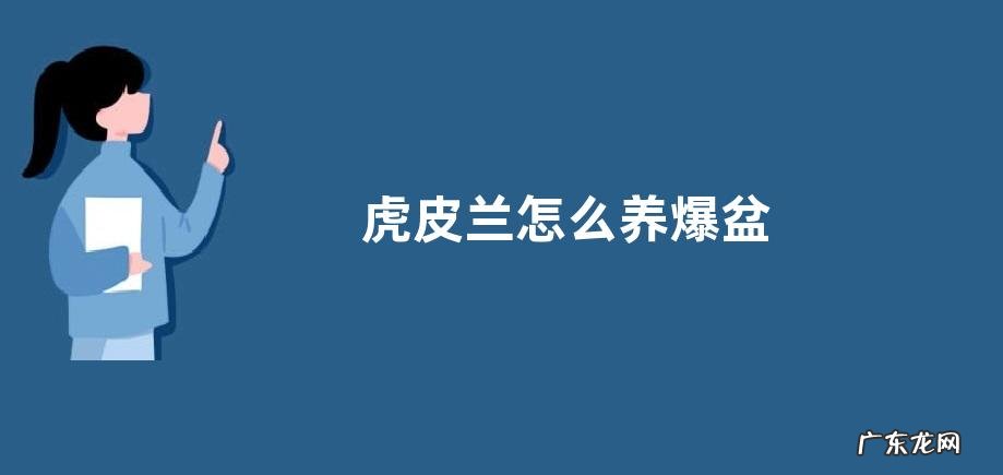 虎皮兰怎么养爆盆