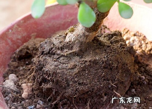 金枝玉叶盆土板结怎么办