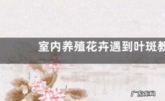 室内养殖花卉遇到叶斑教你正确处理