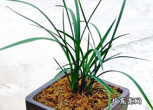 什么情况不要给兰花换盆