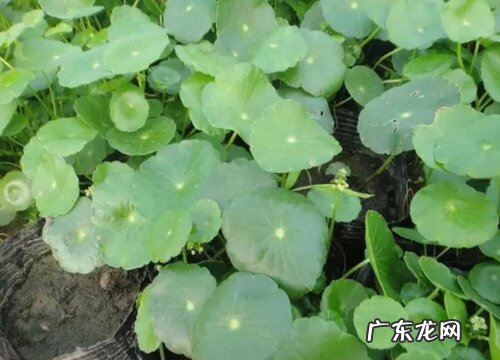 金钱草怎么繁殖方法和注意事项