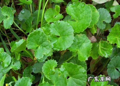 金钱草怎么繁殖方法和注意事项