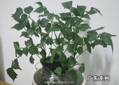 室内幸福树怎么浇水不烂根