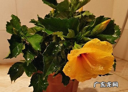 芙蓉花冬天开花吗