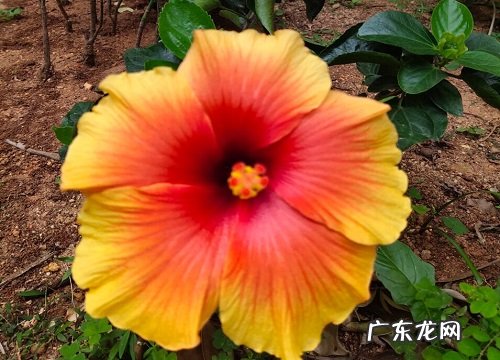 芙蓉花冬天开花吗