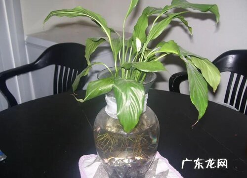 水培白掌如何养护生长旺盛