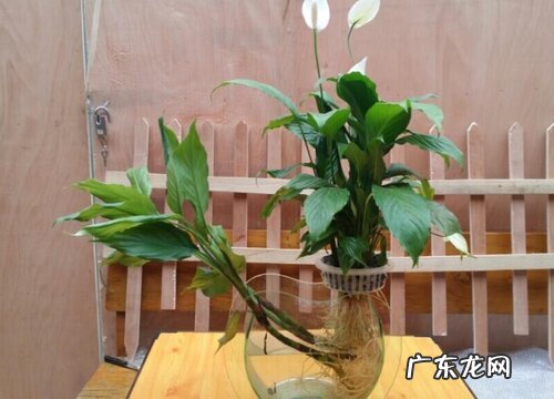 水培白掌如何养护生长旺盛