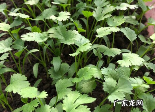 香菜苗可以移栽吗