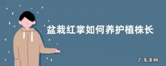 盆栽红掌如何养护植株长势更旺
