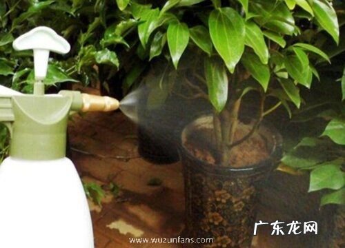 给花卉喷水存在的误区
