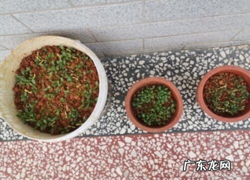 金鱼草什么时候播种最好