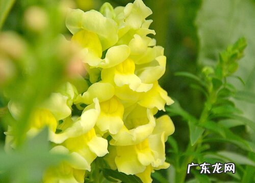 金鱼草什么时候播种最好