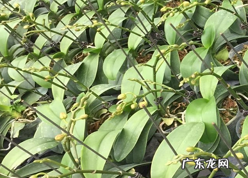 蝴蝶兰怎么判断能不能淋雨