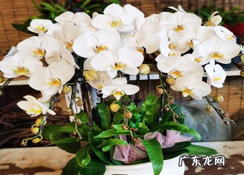 蝴蝶兰怎么判断能不能淋雨