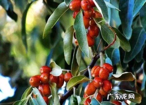 盐碱地适合种什么树