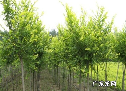 盐碱地适合种什么树