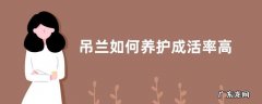 吊兰如何养护成活率高