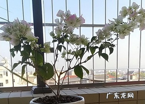 三角梅开花越来越少的常见原因