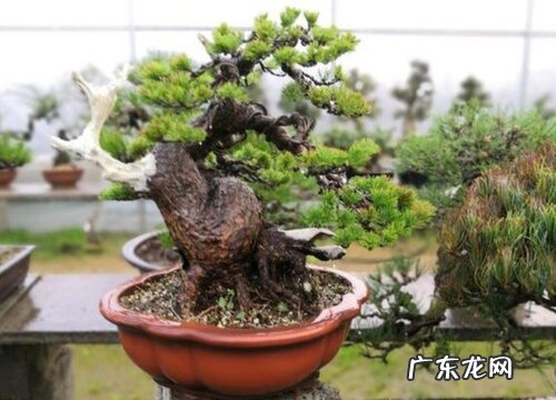 松树和柏树是一种树吗
