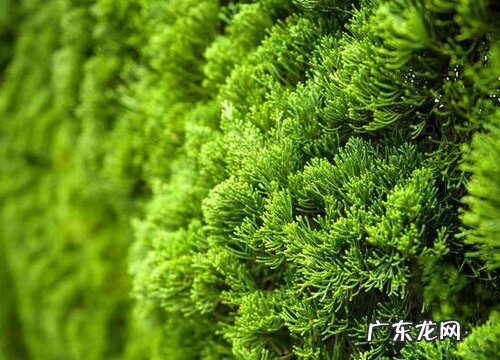 松树和柏树是一种树吗