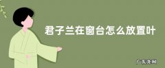 君子兰在窗台怎么放置叶片不会里出外进