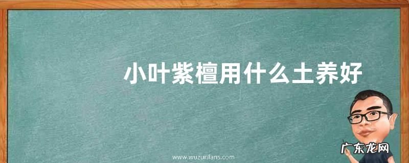小叶紫檀用什么土养好
