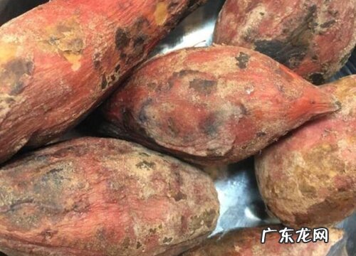烂红薯可以做肥料吗