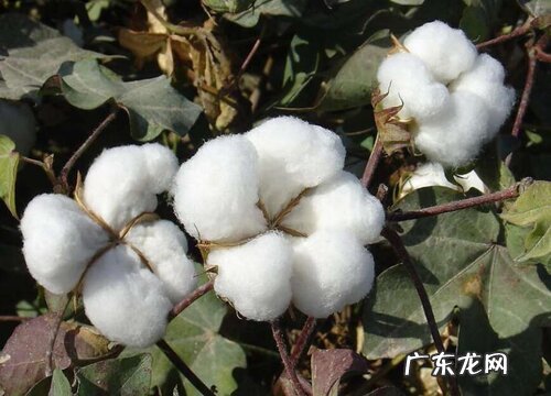 棉花是被子植物吗
