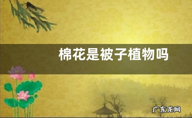 棉花是被子植物吗