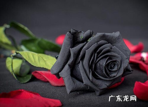 表示邪恶的花 花语是邪恶的花
