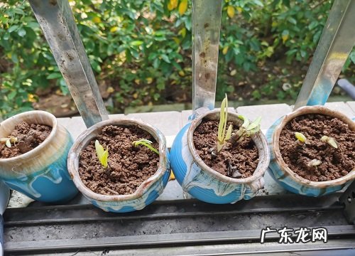 表示邪恶的花 花语是邪恶的花