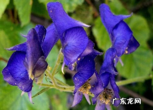表示邪恶的花 花语是邪恶的花