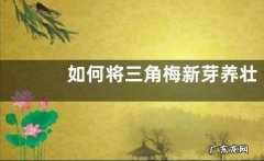 如何将三角梅新芽养壮